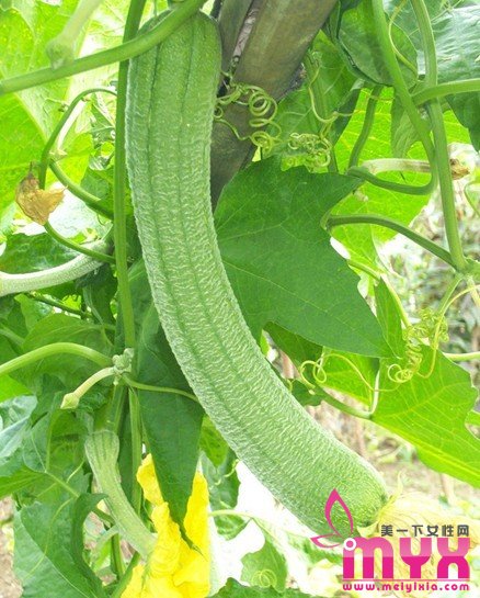 不同功效的珍珠粉面膜大搜罗 美白祛斑、去黑头统统覆盖