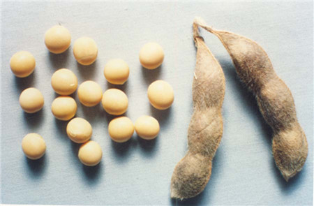 女人常吃这些食物，既饱口福又保青春常驻！