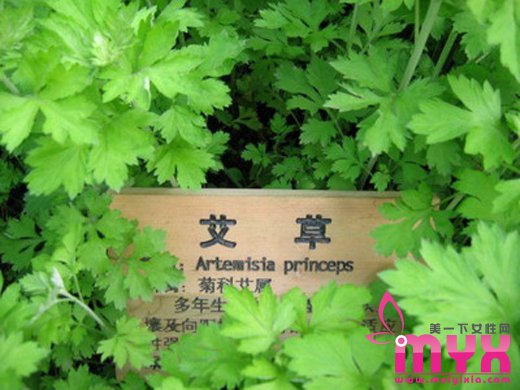 妈妈再也不用担心我的头皮屑了 艾草去屑神效技能