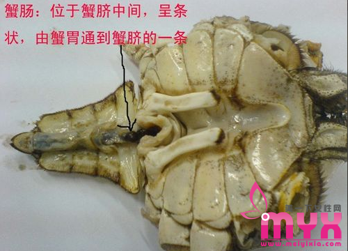 “舍不得”酿大祸 螃蟹4个部位千万别吃！