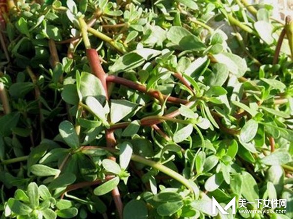 马齿苋的功效与作用及食用方法 你还把宝草当野草吗
