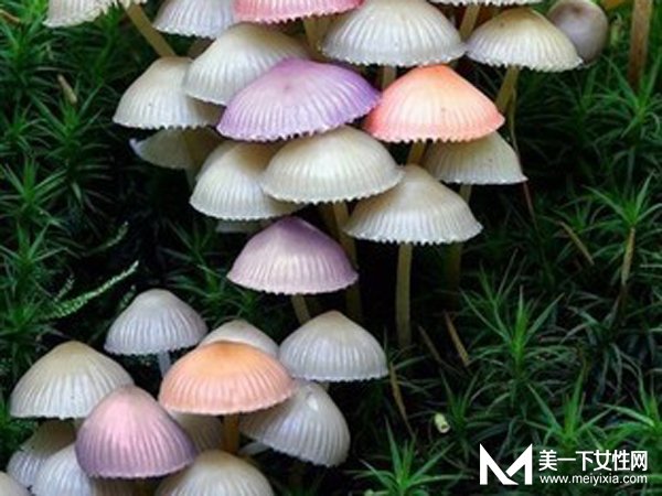 母女俩吃野蘑菇中毒 怎样分辨野蘑菇能不能吃