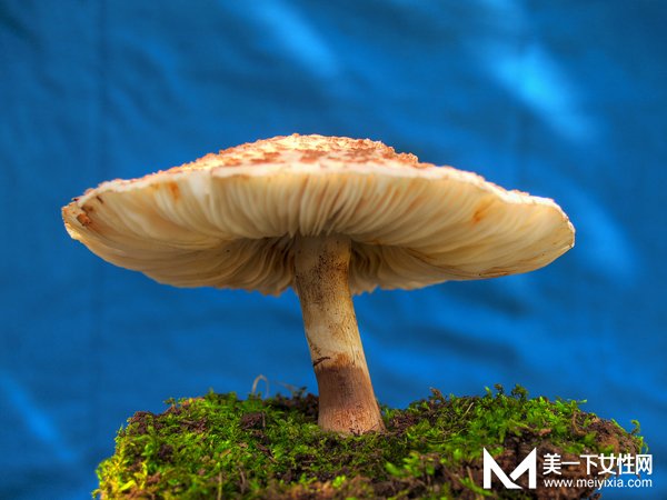 母女俩吃野蘑菇中毒 怎样分辨野蘑菇能不能吃