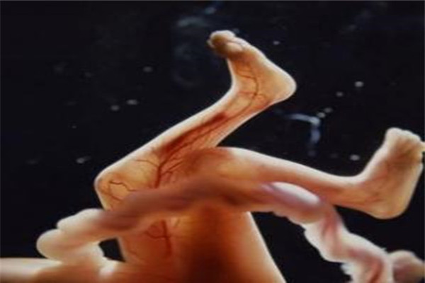 女性怀孕子宫是什么样子的 简直太奇妙了