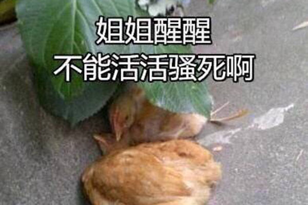 网络语鸡笼警告是什么梗 鸡笼警告什么意思
