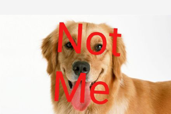 Not me是什么梗什么意思 Not me是怎么来的
