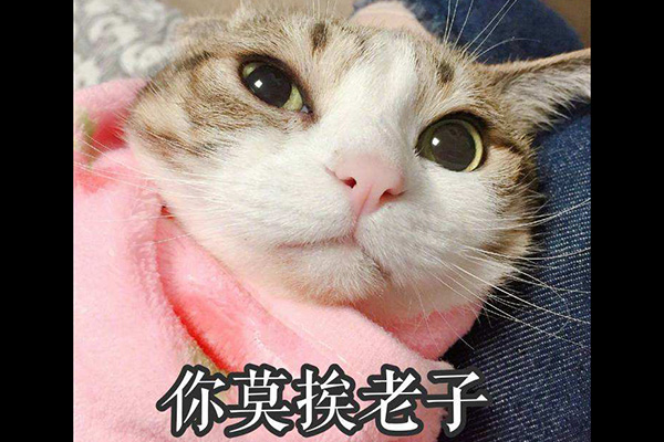 莫挨老子是什么意思什么梗 莫挨老子出处在哪