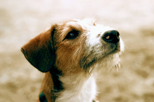 老太遭恶犬撕咬 老人头部被严重撕裂触目惊心