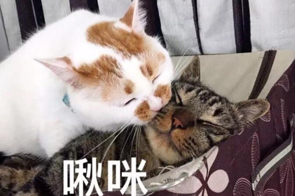 淋语是什么意思是什么梗 网友：说淋语的都是基佬