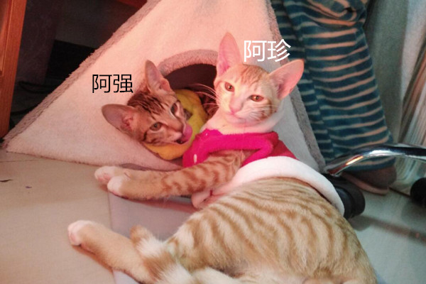 阿珍爱上了阿强什么梗什么意思 出自刺客伍六七bgm
