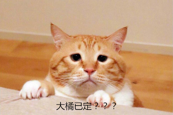 大橘已定什么梗 一指橘猫胖二指女生橘里橘气
