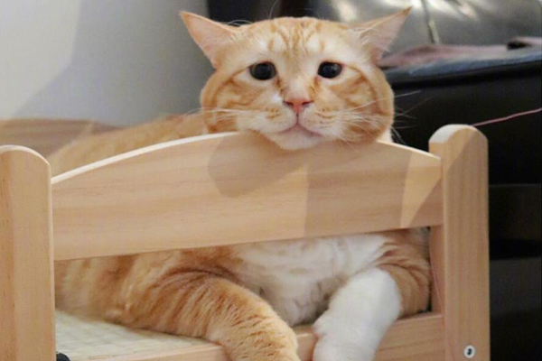 大橘已定什么梗 一指橘猫胖二指女生橘里橘气