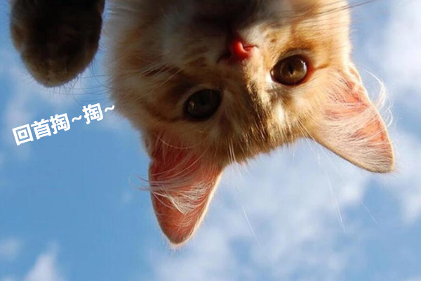 回首掏走位走位什么梗 大司马玩LOL劫的名场面