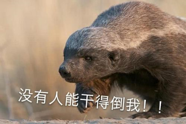 马云平头哥什么梗 HHB平头哥是什么意思
