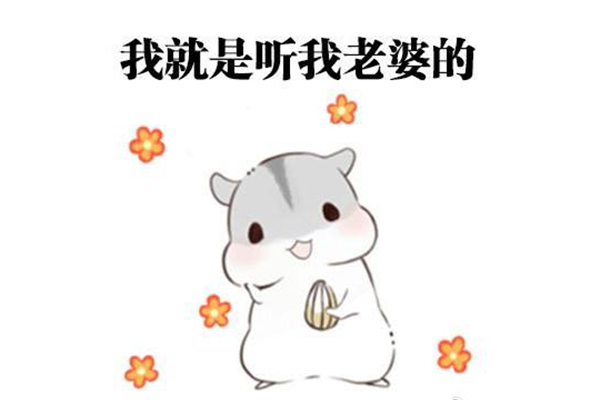 马子狗是什么意思 网络用语马子狗是什么梗