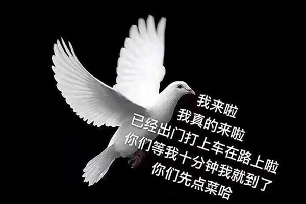 自鸽选手是什么意思什么梗 自鸽选手出自哪里