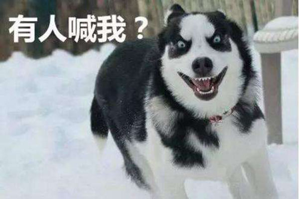抖音藏獒也不行哈士奇也不行什么梗 插队贵宾什么意思