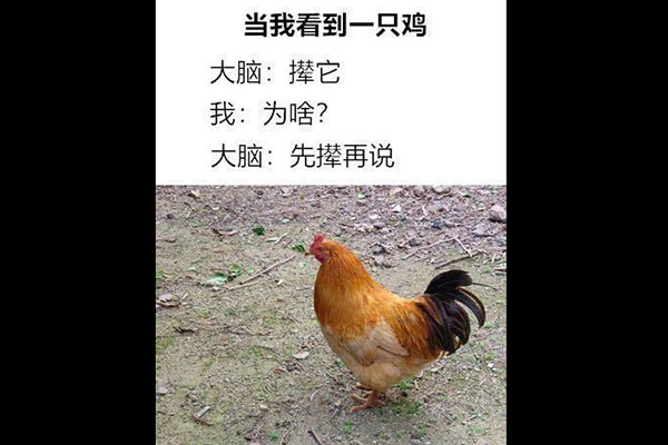 大脑你给我自律一点是什么梗 网友评价太真实了