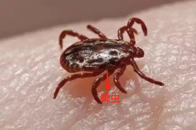 蜱虫图片