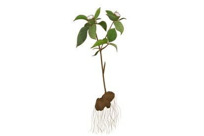 苍术植物图