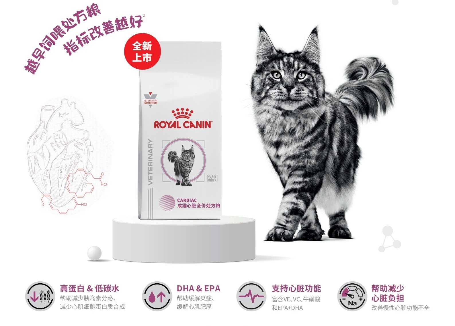 科学守护猫咪心脏健康 皇家宠物食品携成猫心脏全价处方粮亮相北京宠物医师大会
