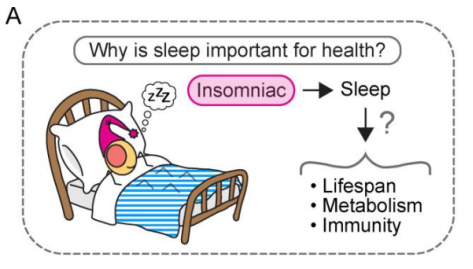 氧化应激造成睡眠障碍，饮用富氢水或吸入氢气可改善睡眠