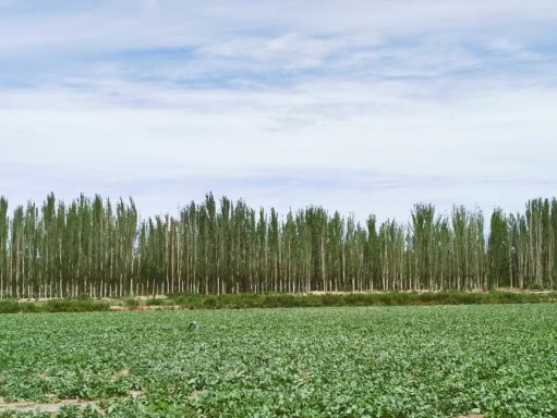 广药集团白云山板蓝根GAP种植基地：由北疆向南疆扩展