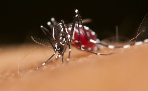 高亢音乐可灭蚊 蚊子会传播哪些疾病 蚊子会传染什么病