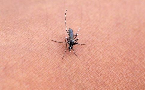 高亢音乐可灭蚊 蚊子会传播哪些疾病 蚊子会传染什么病